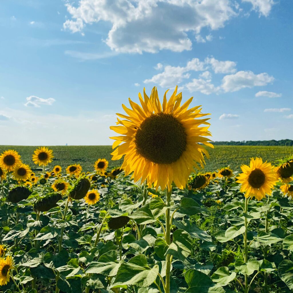 Sunflower turning towards the sun, symbolising loyalty, steadfastness and shared direction, used in wedding and vow renewal ceremonies as botanical symbolism.
