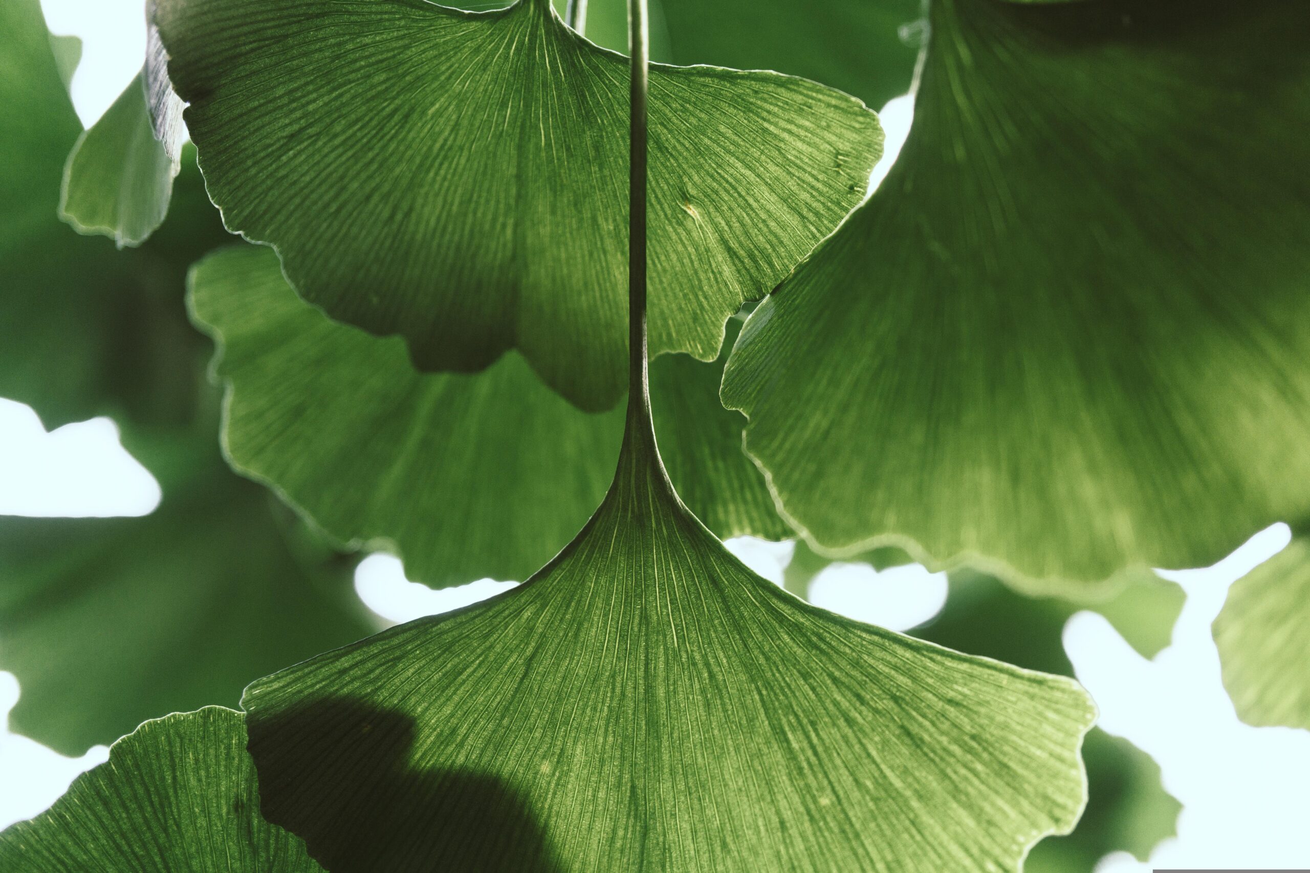 wal_172619-leaves-6567141