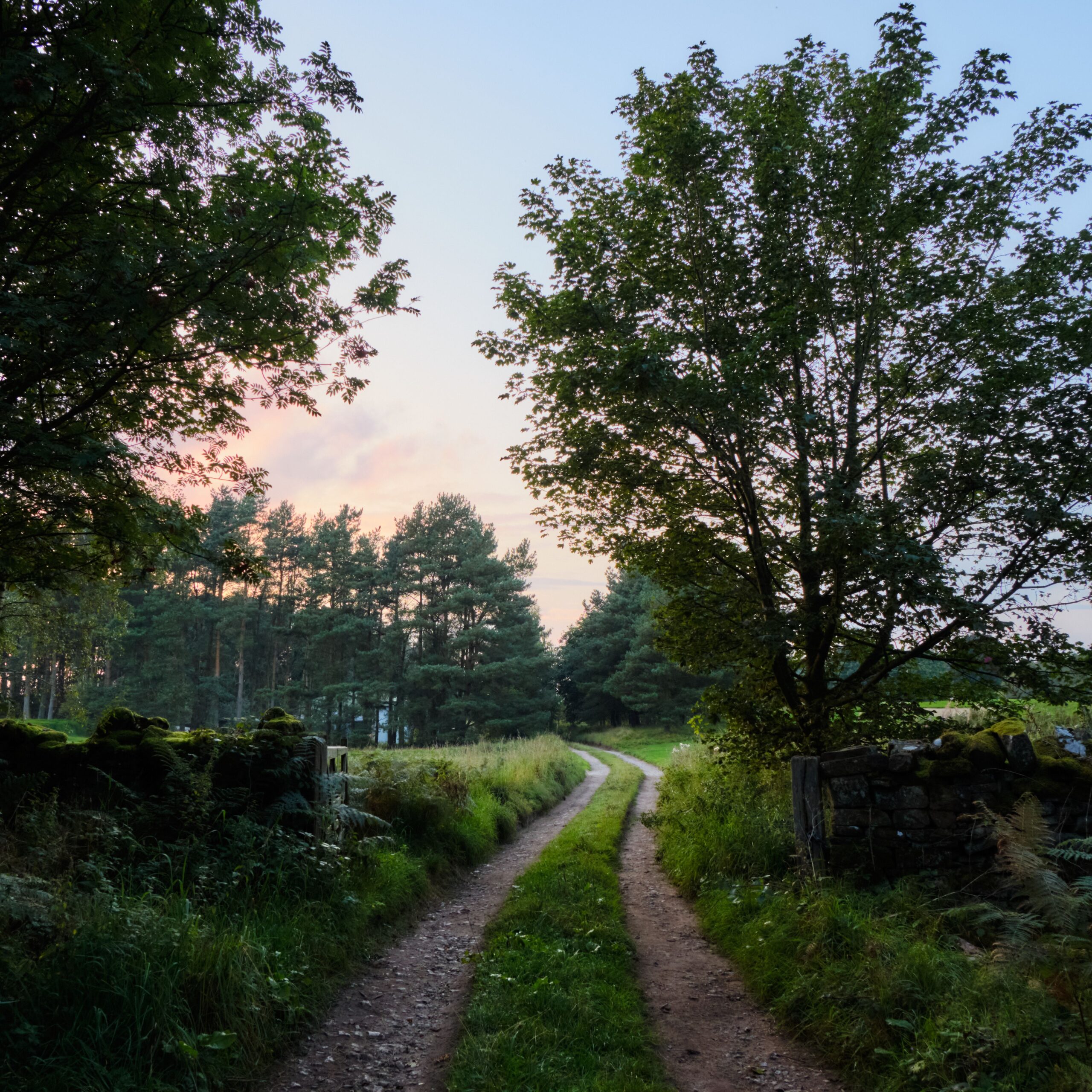 A softly lit woodland path winding through trees in the distance